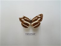 藏品(豆環蛺蝶)的圖片